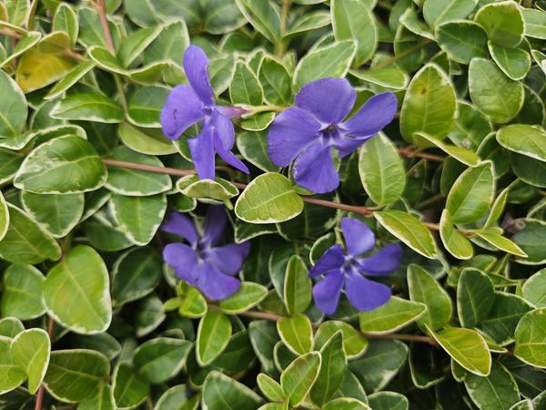 Vinca minor 'Ralph Shugert' - ↕10-25cm - Ø9cm - 20x  BotanicBridge