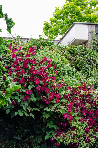 Clematis Hagley Hybrid - Clematis Rood - Ø15cm - ↕65cm  BotanicBridge