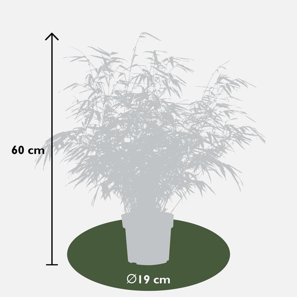 Fargesia rufa - Niet woekerende bamboe - Ø29cm - ↕80cm - Ø19 - ↨60cm  BotanicBridge