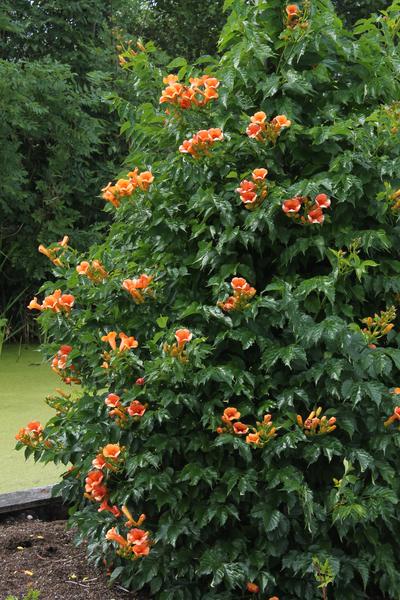 2x - Campsis 'Indian Summer' - ↨65cm - Ø15  BotanicBridge