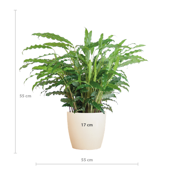 Calathea Rufibarba met Viber wit - 55cm - Ø17  BotanicBridge