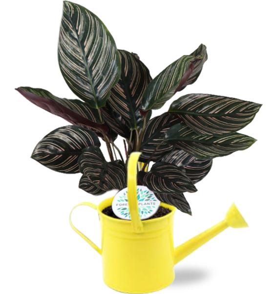 Calathea Ornata - Ø14cm - ↕50cm +  Gieter D14,5x14,5cm - Geel  BotanicBridge