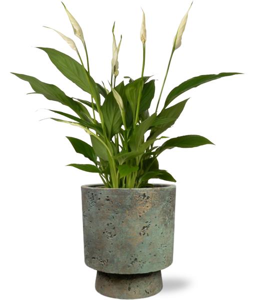 Spathiphyllum Bingo Cupido - Ø12cm - ↕45cm + Pot Aily D14x18cm - Groen  BotanicBridge