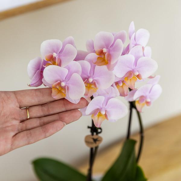 Kolibri Orchids | Gift set Mediterranean Sunset small | Groene plant met roze Phalaenopsis orchidee Andorra  in Painted Stripe sierpotten op wit organisch dienblad  BotanicBridge