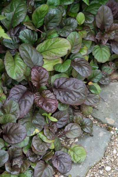 Ajuga reptans 'Catlin's Giant' - ↕10-25cm - Ø9cm - 20x  BotanicBridge