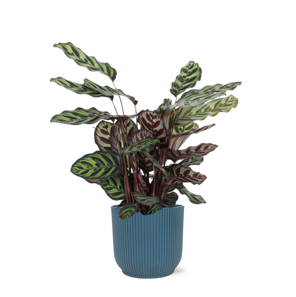 Calathea Makoyana Ø21cm - ↕70cm in Vibes BLUE pot  BotanicBridge