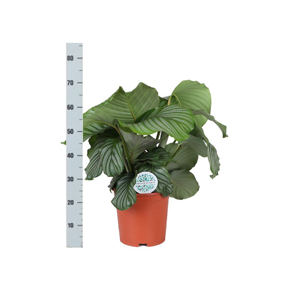 Calathea Orbifolia Ø21cm - ↕70cm in Boule OLIJF pot  BotanicBridge