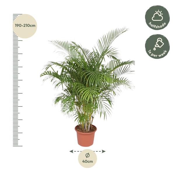 Dypsis Lutescens (Areca Palm) - 200 cm - ø40  BotanicBridge