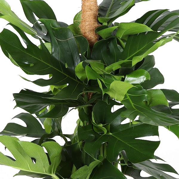 Monstera Deliciosa MOSSTOK Ø27cm ↕150cm in Boule WIT pot  BotanicBridge