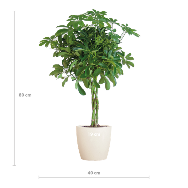 Schefflera Arab Nora met Viber wit  - 70cm - Ø21  BotanicBridge