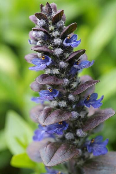 Ajuga reptans 'Catlin's Giant' - ↕10-25cm - Ø9cm - 40x  BotanicBridge