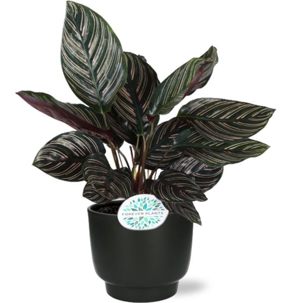 Calathea Ornata - Ø14cm - ↕50cm + Potenza Pot D15x13cm - Zwart  BotanicBridge