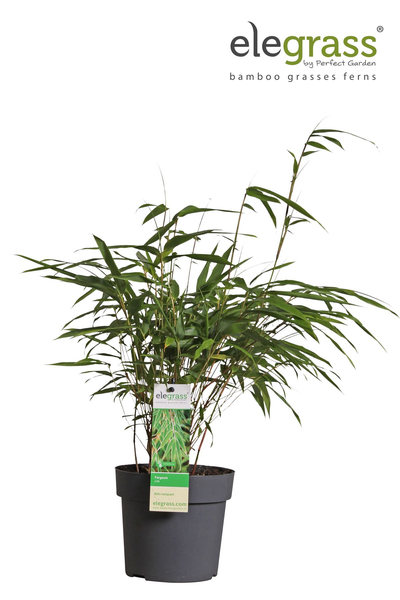 Fargesia rufa - Niet woekerende bamboe - Ø29cm - ↕80cm - Ø14 - ↨40cm  BotanicBridge