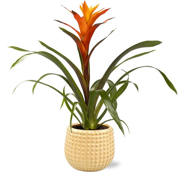 Guzmania Variada - Ø12cm - ↕50cm + Bubble Pot D12,5x11,5cm - Goud  BotanicBridge