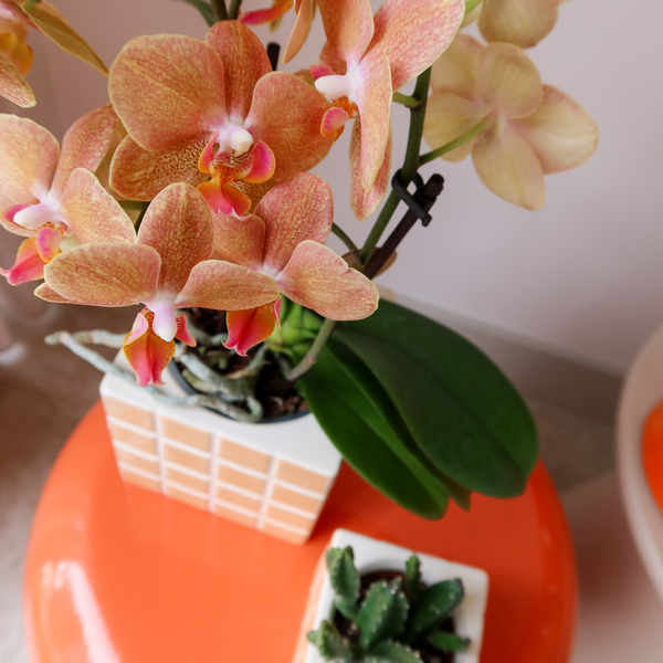 Kolibri Home | Mosa sierpot - Orange - Ø6cm  BotanicBridge