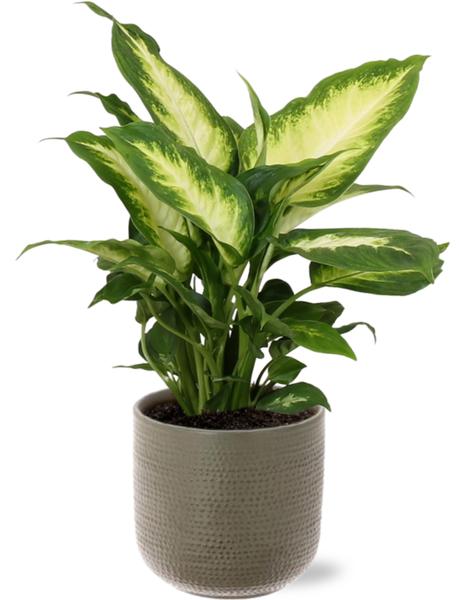 Dieffenbachia Camilla - Ø12cm - ↕35cm + Aresso Pot D13x12,5cm - Grijs Groen  BotanicBridge