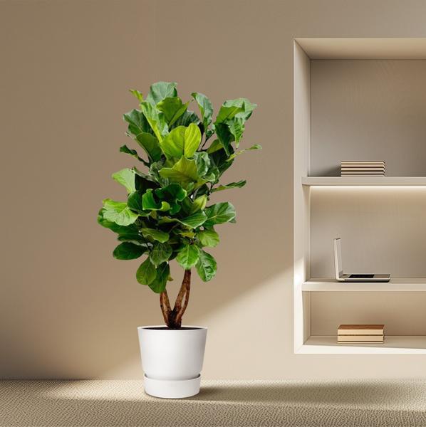 Ficus Lyrata vertakt XL - 200cm - ø32  BotanicBridge