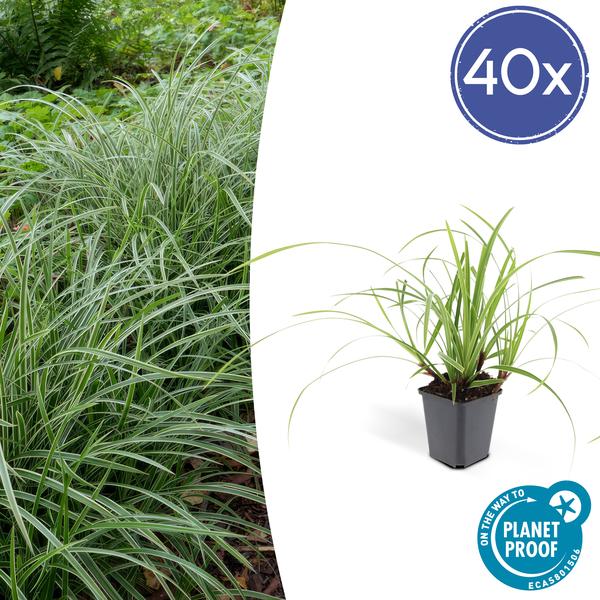 Carex morrowii 'Ice Dance' - ↕10-25cm - Ø9cm - 40x  BotanicBridge