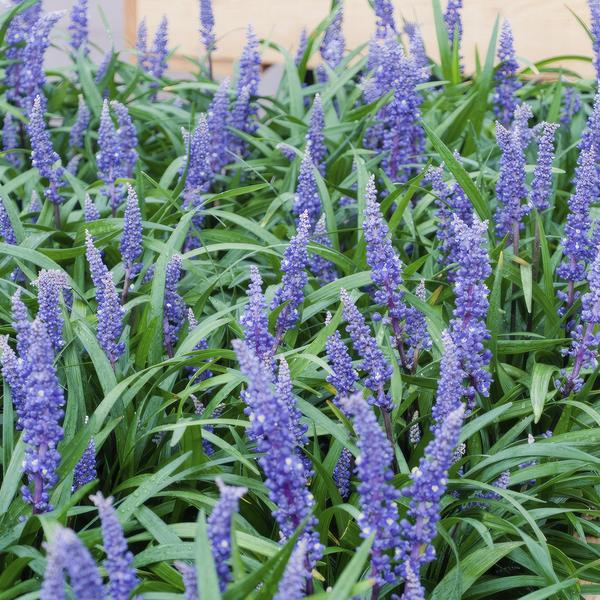 Liriope muscari 'Big Blue' - ↕10-25cm - Ø9cm - 6x  BotanicBridge