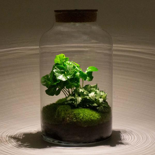 DIY terrarium - Milky Coffea met lamp - ↕ 31 cm - Rake + Shovel + Tweezer + Scissors  BotanicBridge