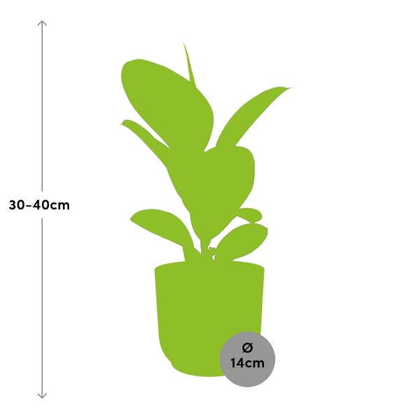 Ficus Elastica ‘Robusta’ in ELHO Vibes Fold 14cm geel  BotanicBridge