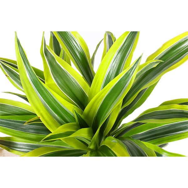 Dracaena Lemon Lime Ø21cm - ↕65cm  in Boule WIT pot  BotanicBridge