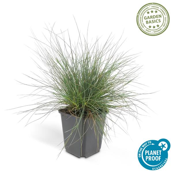 Festuca glauca 'Elijah Bleu' - ↕10-25cm - Ø9cm  - 12x  BotanicBridge