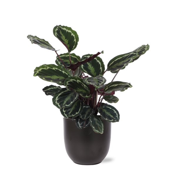 Calathea Medaillon Ø21cm - ↕70cm in Boule ANTRACIET  BotanicBridge