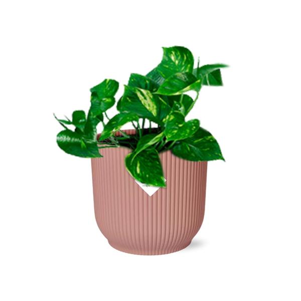 Epipremnum Pinnatum ‘Aureum’ in ELHO Vibes Fold 14cm roze  BotanicBridge