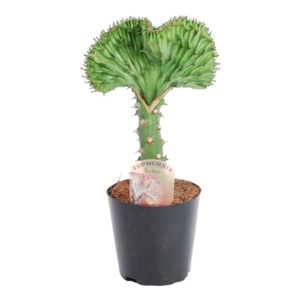 Euphorbia lactea Cristata groen - 35 cm - ø12  BotanicBridge