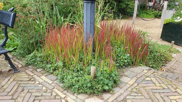 Imperata cylindrica 'Red Baron' - ↕10-25cm - Ø9cm - 20x  BotanicBridge