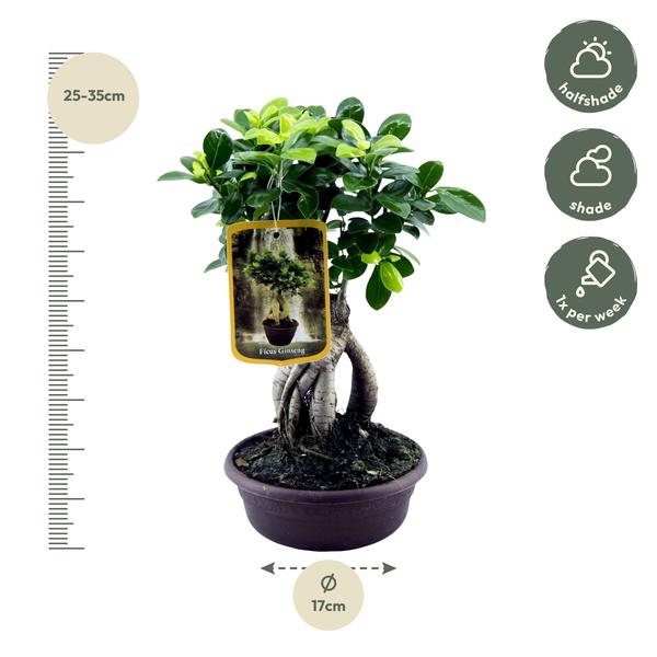 Ficus Microcarpa Ginseng - 30 cm - Ø17cm  BotanicBridge