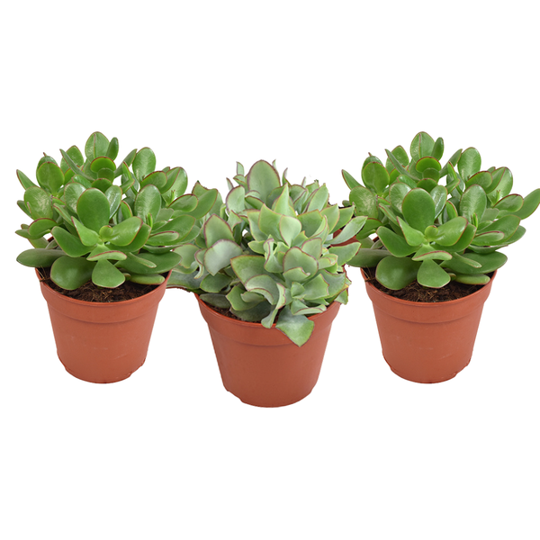 Crassula Gemengd - 3 stuks - Ø12cm - ↕20cm  BotanicBridge