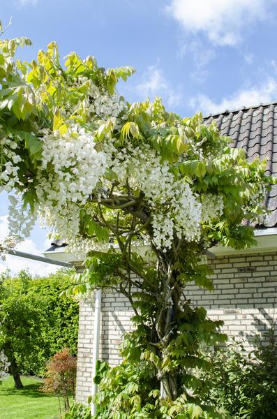 Wisteria floribunda Alba - Witte regen - Ø15cm - ↕65cm  BotanicBridge