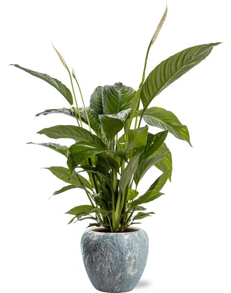 Spathiphyllum Bingo Cupido - Ø19cm - ↕80cm + Doug Pot D20x18cm - Grijs Wit  BotanicBridge