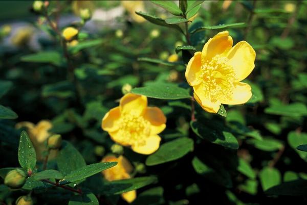 Hypericum dummeri 'Peter Dummer' - ↕10-25cm - Ø9cm - 20x  BotanicBridge