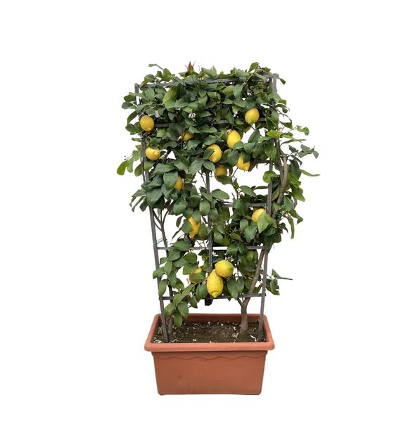 Citrus Lemon op rek - 160cm - ø60  BotanicBridge