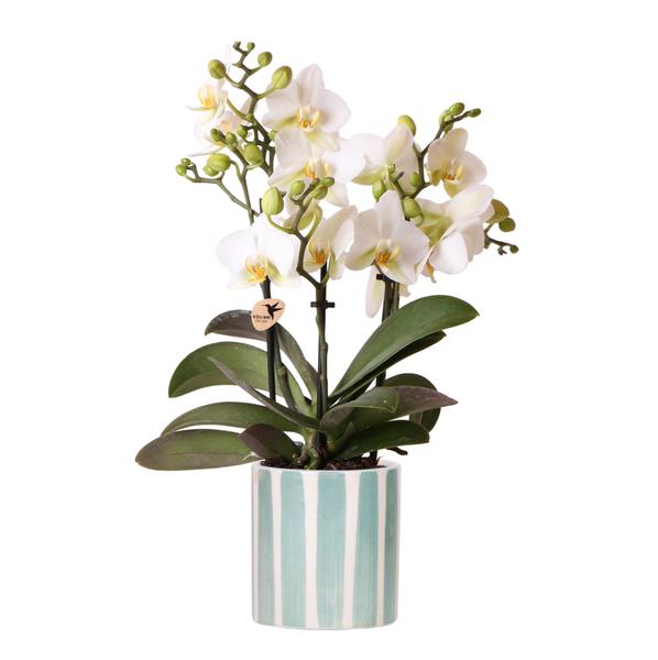 Kolibri Orchids | witte phalaenopsis orchidee Lausanne + Painted Stripe sierpot turquoise - potmaat Ø9cm | bloeiende kamerplant - vers van de kweker  BotanicBridge