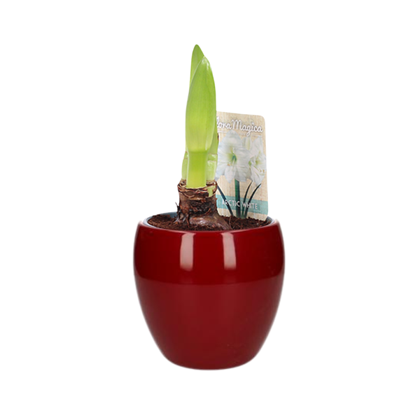 Hippeastrum Arctic White 1 Knop - Ø12cm - ↕20cm + Bowl Pot D13/14.5x13cm - Rood  BotanicBridge