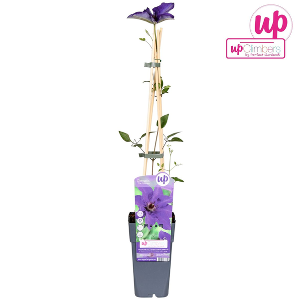 Clematis The President - Clematis Paars - Ø15cm - ↕65cm  BotanicBridge