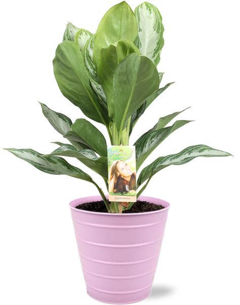 Aglaonema Silver Bay - Ø17cm - ↕55cm + Bodhi Pot D18x17cm - Roze  BotanicBridge