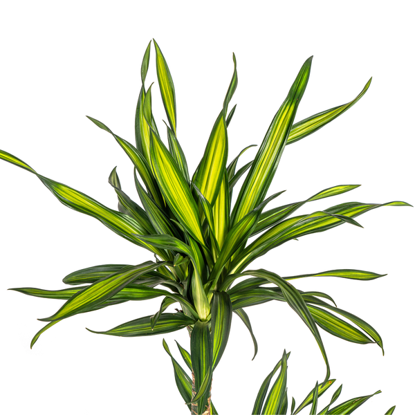 Dracaena Deremensis Rikki Ø19cm - ↕80cm  BotanicBridge