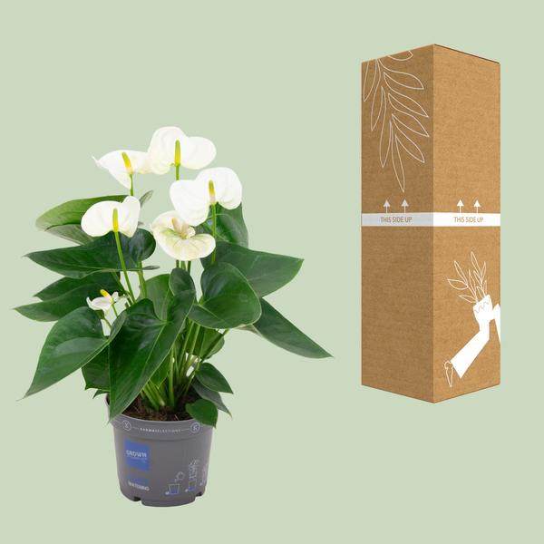 Anthurium White - Ø12cm - ↕43cm  BotanicBridge