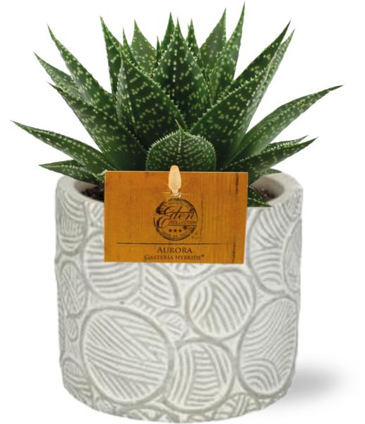 Gasteria Hybride Aurora - Ø11cm - ↕15cm + Stone Pot Circles D12x10cm - Wit  BotanicBridge