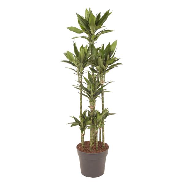 Dracaena Janet Lind Carrousel - 170 cm - ø34  BotanicBridge