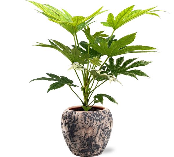 Fatsia Japonica Spider Web - Ø17cm - ↕50cm + Doug Pot D18x16cm - Zwart Beige  BotanicBridge