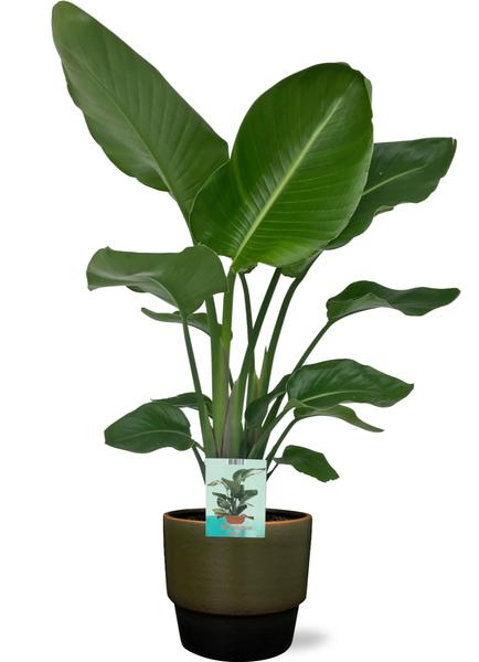 Strelitzia Nicolai - Ø19cm - ↕90cm + Erik Pot D20x18cm - Donker Groen  BotanicBridge