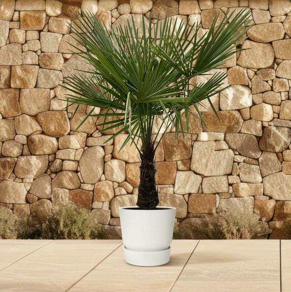 Trachycarpus - 180cm- Ø30  BotanicBridge