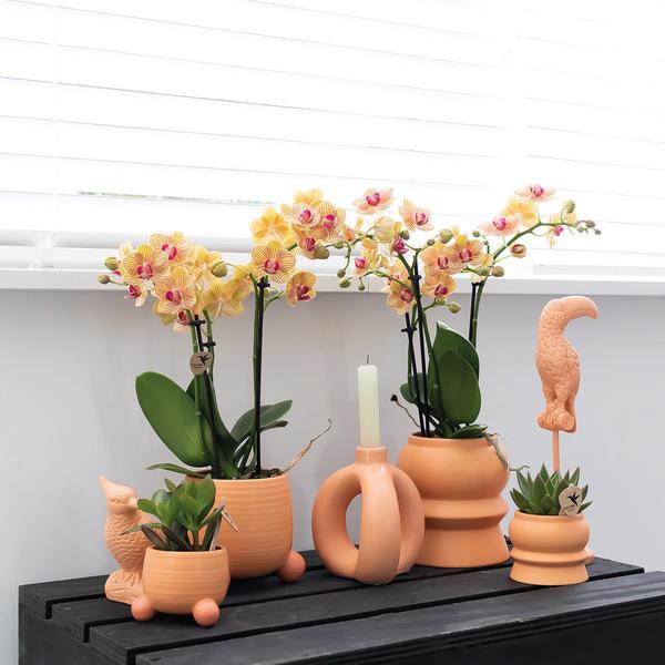 Kolibri Home | Rolling peach bloempot - Peach kleurige keramieken sierpot - Ø6cm  BotanicBridge