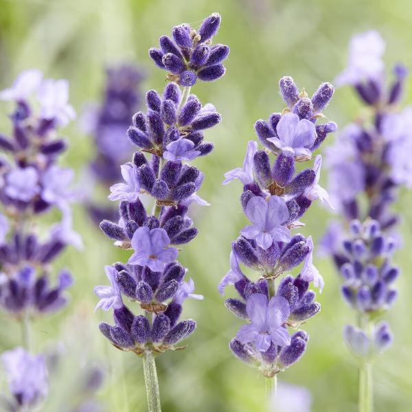 Lavandula 'Hidcote' - ↕10-25cm - Ø9cm - 40x  BotanicBridge